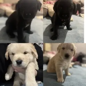 Labradorský retrívr