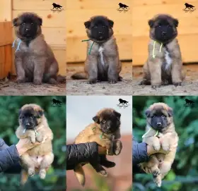 Belgický ovčák Tervueren - štěňátka s PP