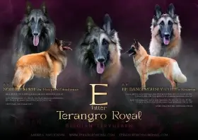 Belgický ovčák Tervueren - štěňátka s PP