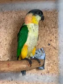 Prodám Amazonka černotemenného