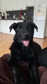 Hledám nový domov pro pejska