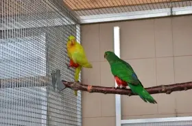 Papoušek královský žlutý