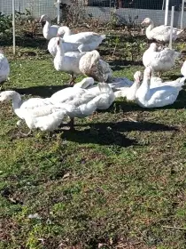 Husy bílé německé nosné.