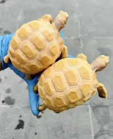 Centrochelys Sulcata ( Albino Sulcata)