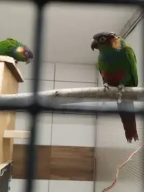 Pyrura modrobradý 1,1