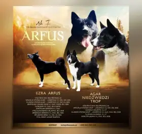 Karelský medvědí pes