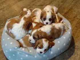 Štěňata čistokrevného kavalírského king charles španěla