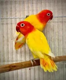 Agapornis fischeri lutino opalín KOUPÍM