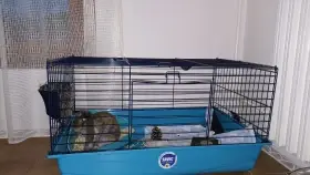 Daruji zakrslého králíka