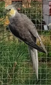 Korela pastelface - samec