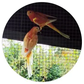 1,1 Papoušek zpěvavý