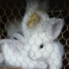 Prodám králíky Ččp.