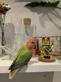 Vyměním samici Agapornise růžohrdlého za samce