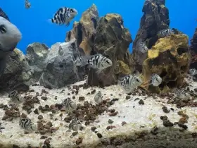Polar Blue Cichlid papouščí