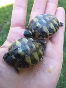 Želva zelenavá, žlutohnědá, vroubená, pardálí, uhlířská