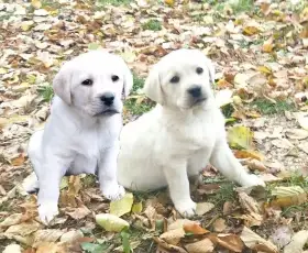 Labrador fenka a pejsek s PP