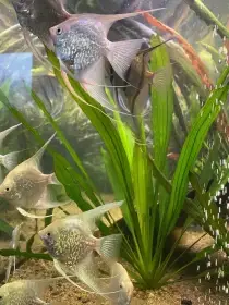 Echinodorus Uruquaensis