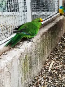 Kakariki žlutočelý samičky 2025