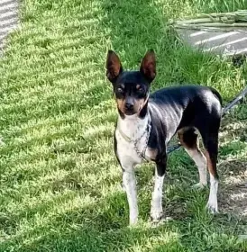 Valencian Terrier,Gos Rater Valencia,Ratonero Valenciano