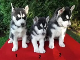 Štěňata sibiřského huskyho