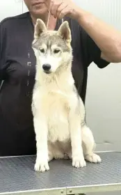 Sibiřský husky – fenka štěně