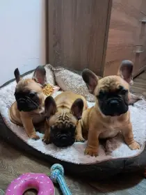 Francouzký buldoček štenátka s PP