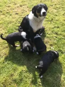 Štěňata Border kolie bez PP