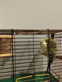 Prodám andulky vlnkované