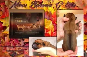 Rhodéský ridgeback - fenka s PP