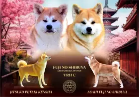 Naše CHS očekává narození štěňátek Akita Inu s PP