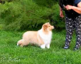 Kolie dlouhosrstá sPP