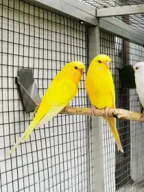 Andulka vlnkovaná TCB modrá řada, žlutá krajková