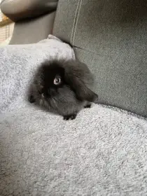 Zakrslý králík beránek černý teddy gen - kluk