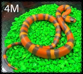 Lampropeltis Hondurensis Extreme Hypo Tangerine