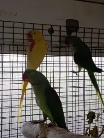 Alexandr velký lutino