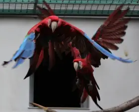 Ara zelenokřídlý (Ara chloroptera)