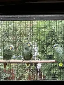 Amazoňan Oranžovokřídlý