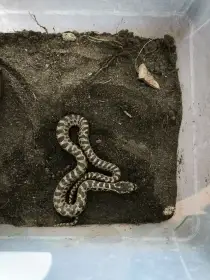 Elaphe quatuorlineata