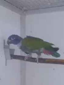 Daruji 1.0 Amazónek modrohlavý