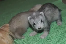 Luxusní fretky, freťátka - očkované, socializované