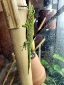 Felsuma madagaskarská