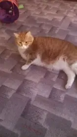 Postelový milovník