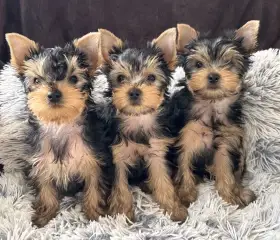 Jorkšírský teriér s PP FCI