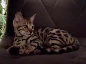 Bengálský kocourek s PP