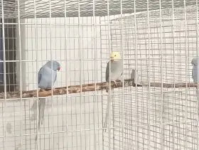 Prodám samce Violeta pastel 23 kroužek.