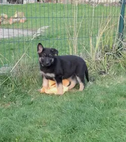 Štěňátka Německý ovčák s PP