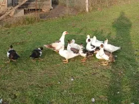 Prodám kachna čínská, pižmová.