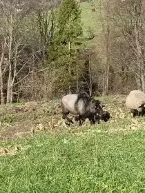 Prodám berana ovce romanovské