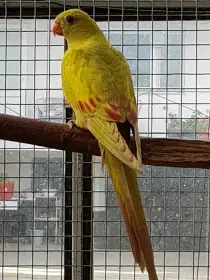 Papoušek horský žlutý pastel