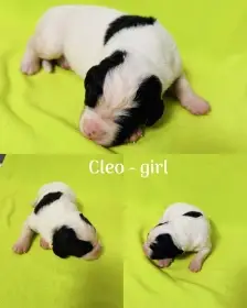 Štěňata Landseer s PP